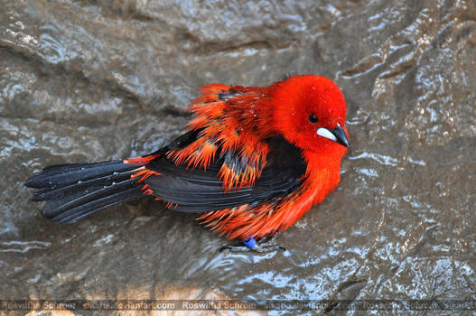Tanager (001) - Blood-red Bath