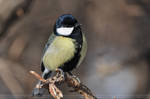 Parus major (009) - beauty by Sikaris