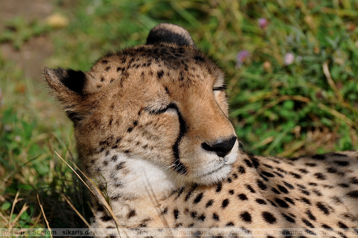 Cheetah (005) - catnap