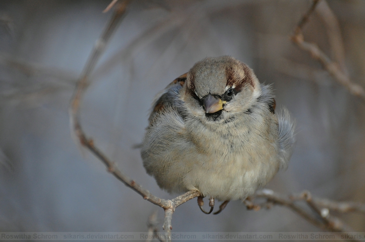 Sparrow (005) - icy sparrow