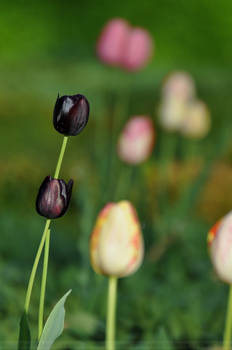 Flower (002) - tulips