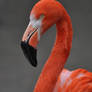 Flamingo (003)