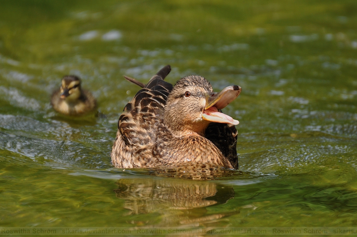 Mallard (003) - Protective Mother #1