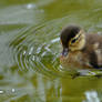 Aix galericulata (003) - duckling