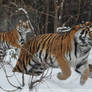 Siberian Tiger (017) - Dashing through the snow