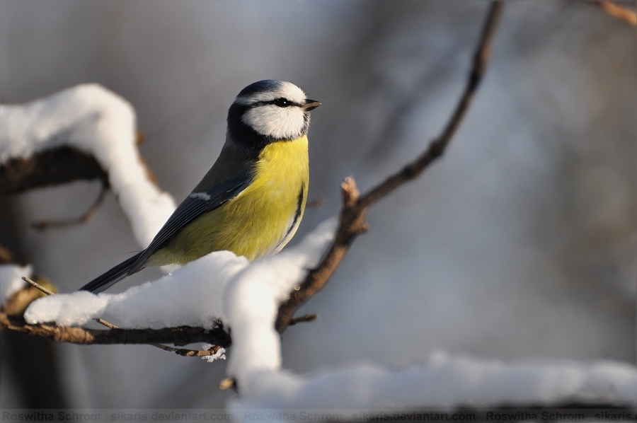 Cyanistes caeruleus (003)