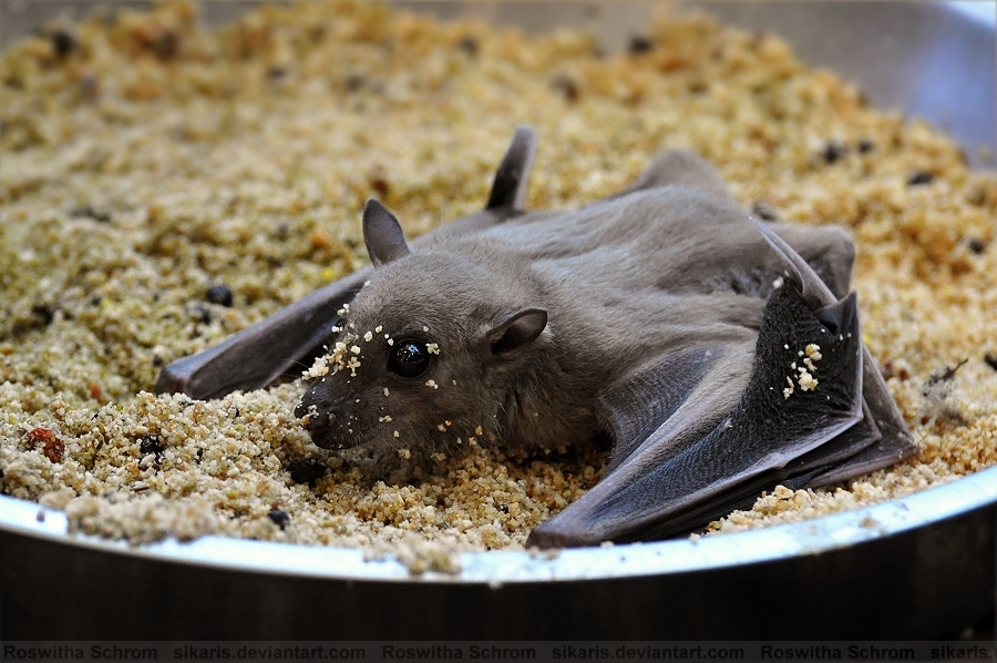 Bat (003) - Egyptian fruit bat