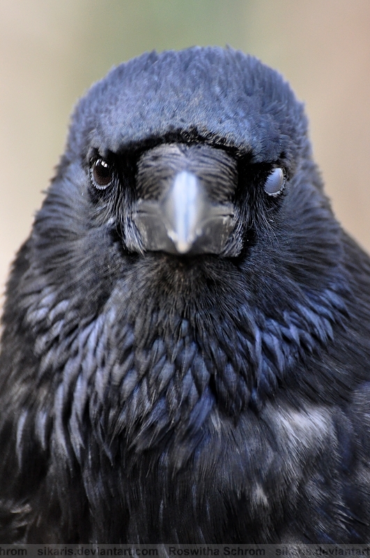 Anamorphic Crow Crow (005) - blinking by Sikaris on DeviantArt