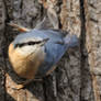 Nuthatch (010) - Cute Nuthatch