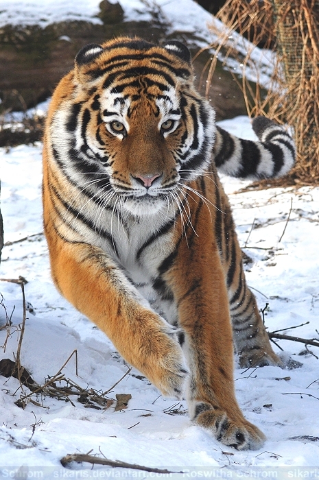 Siberian Tiger (020) - high spirits