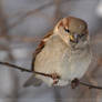 Sparrow (010)