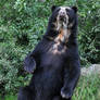 Spectacled Bear (001)