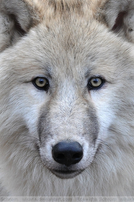 Arctic Wolf (004) - Arctic Beauty