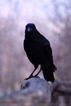 Crow (008)