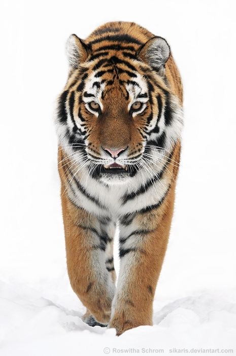 Siberian Tiger (023)