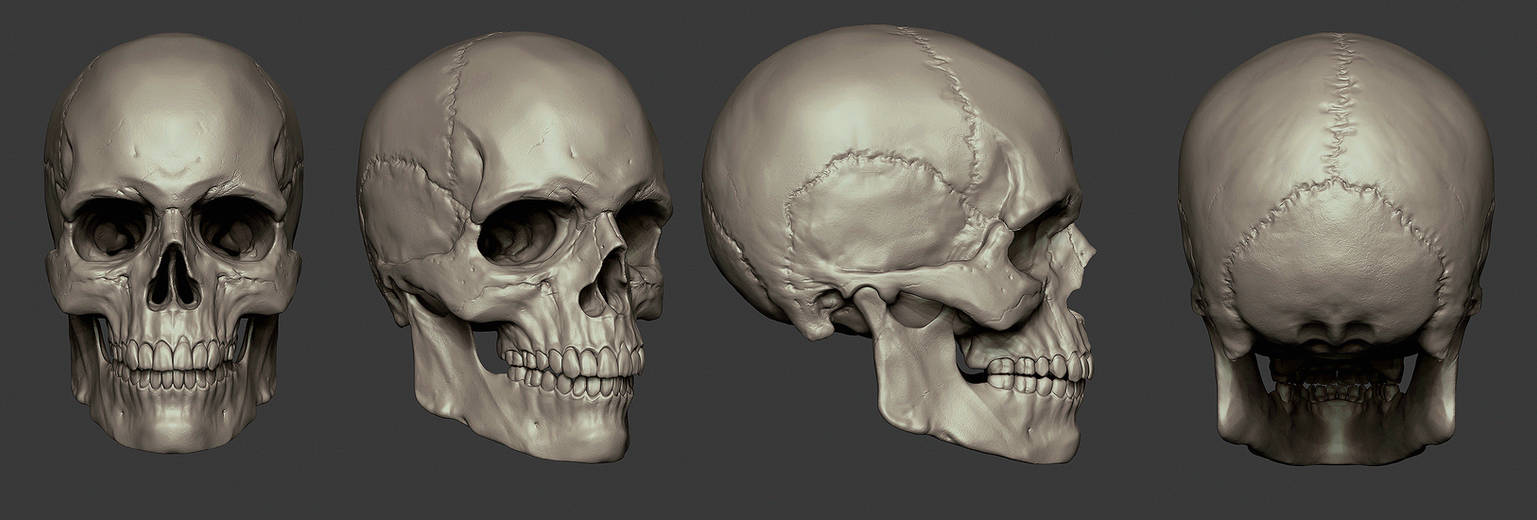 Skull Study