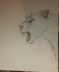 Lioness sketch