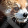 Red Panda 5