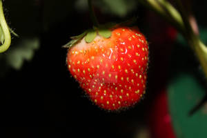 Strawberry