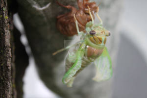 Cicada