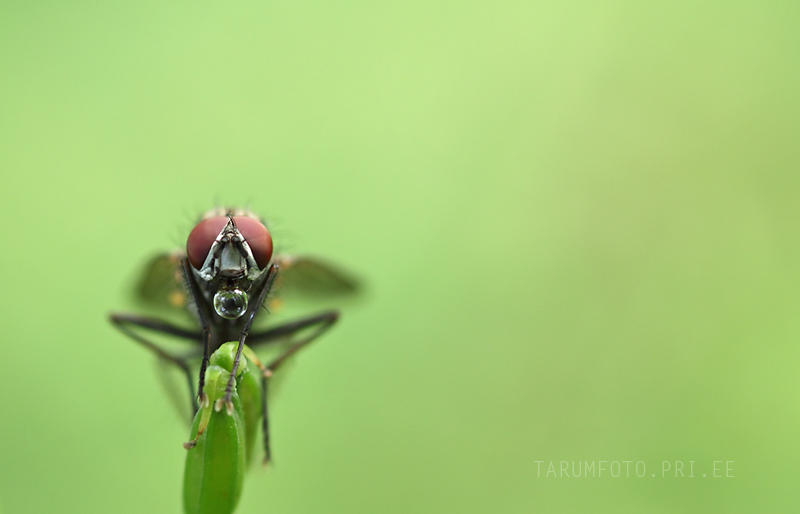 Bubble guy by RivoTarum on DeviantArt