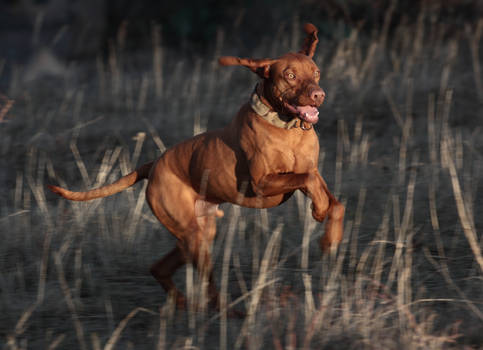 vizsla