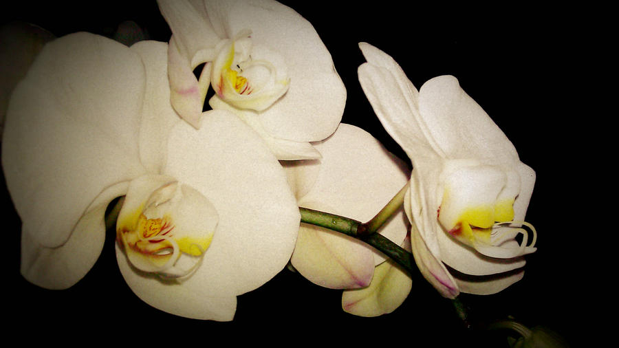 White Orchids