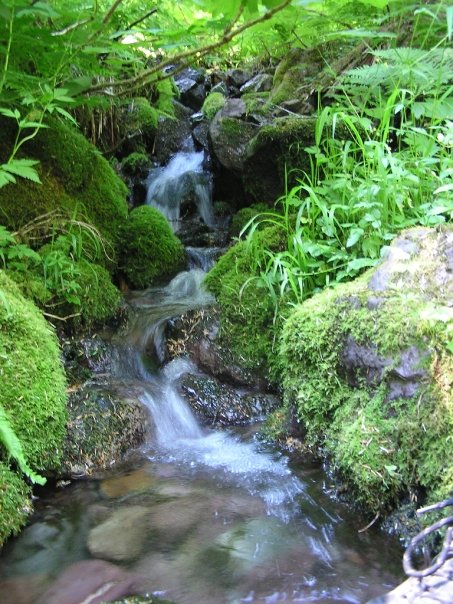 Waterfall and Moss