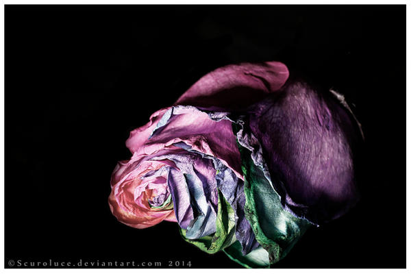 Roses Not Red Roses aren't red by scuroluce on DeviantArt