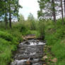 Butte Meadows I