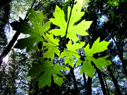 Leaves That Are Green