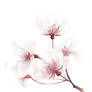 Cherry blossom 2