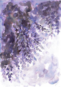 Wisteria