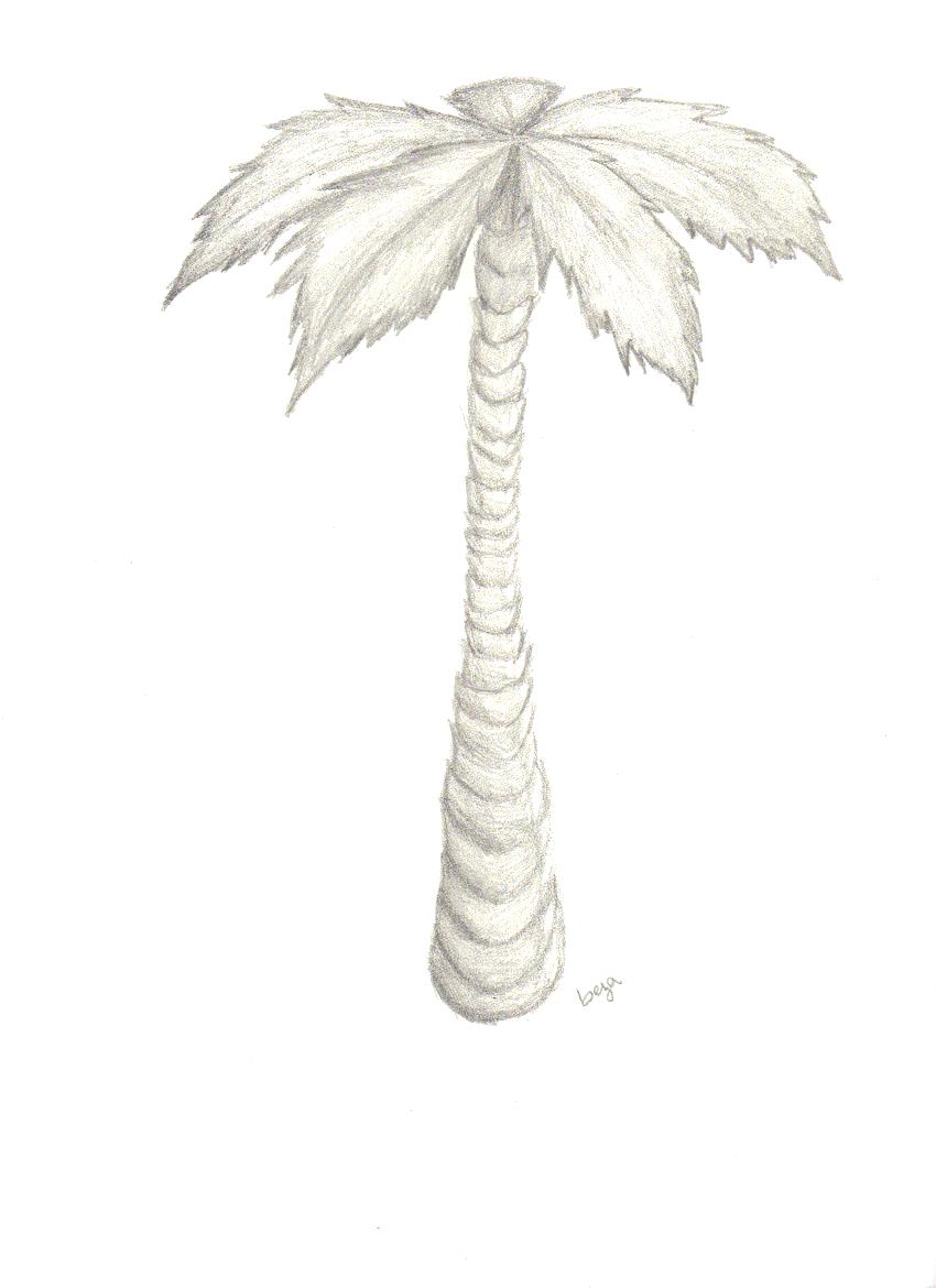 Palm tree