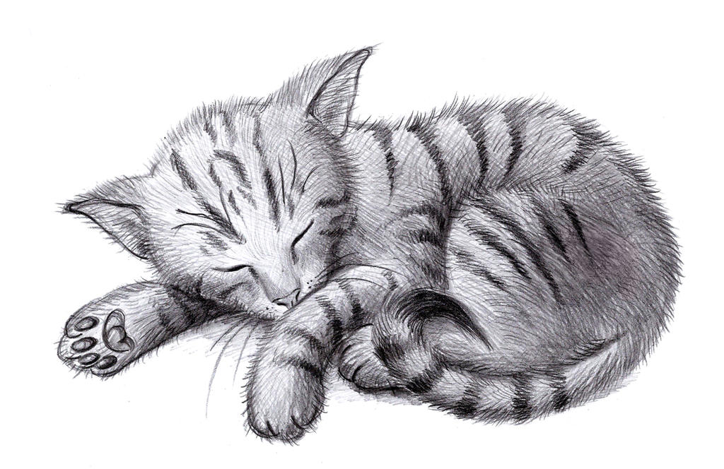 Sleeping Cat