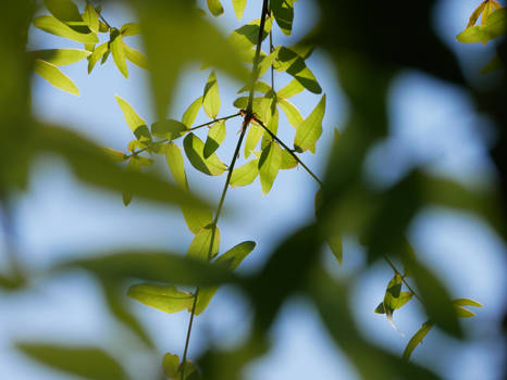 Fuzzy Leaves