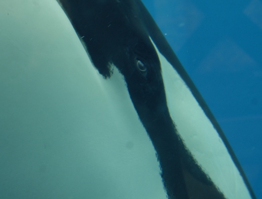 Orca Eye By Foxyroxycute On Deviantart