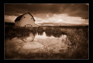 Cattail Pond