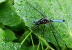 Blue Sky Dragonfly by Karisa-L-Clark