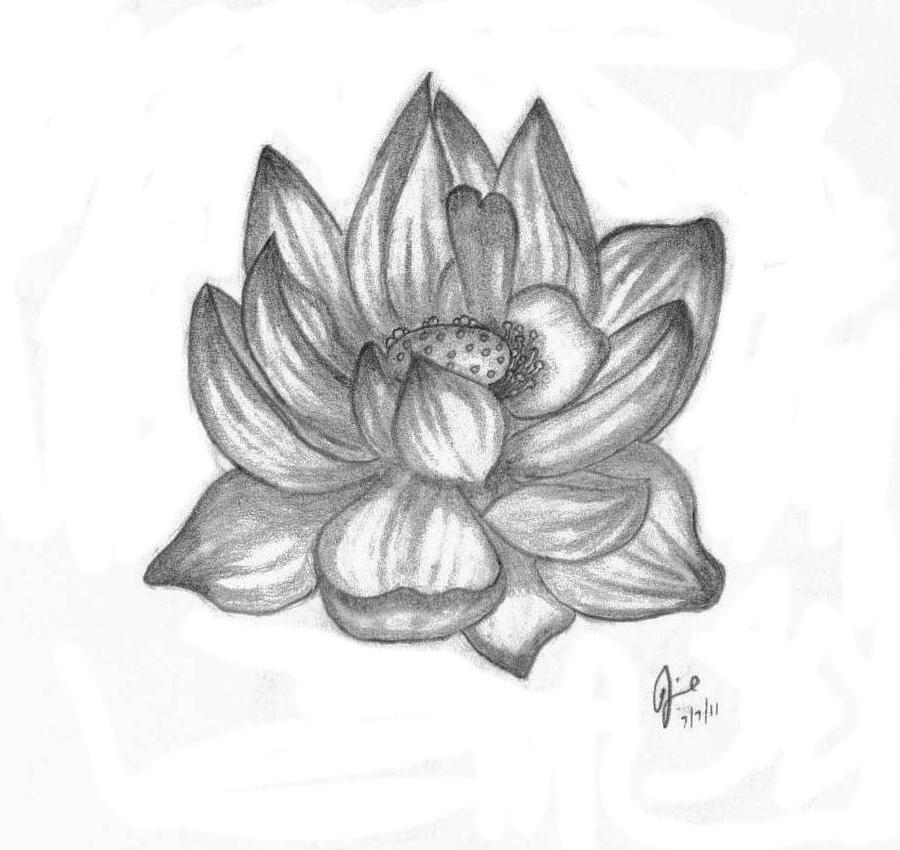 Lotus.