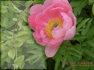 In The Garden - Pink