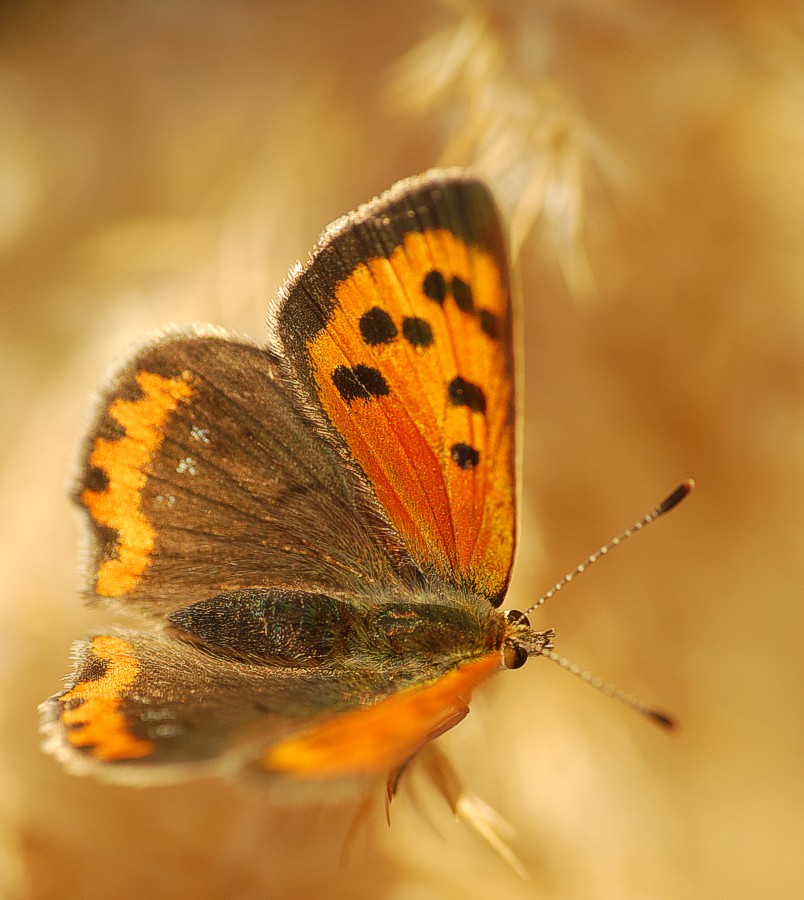 Lycaena phlaeas.1o