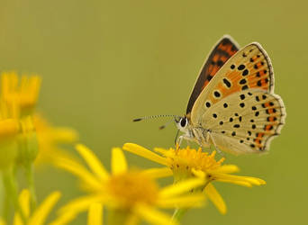 Lycaena tityrus.11