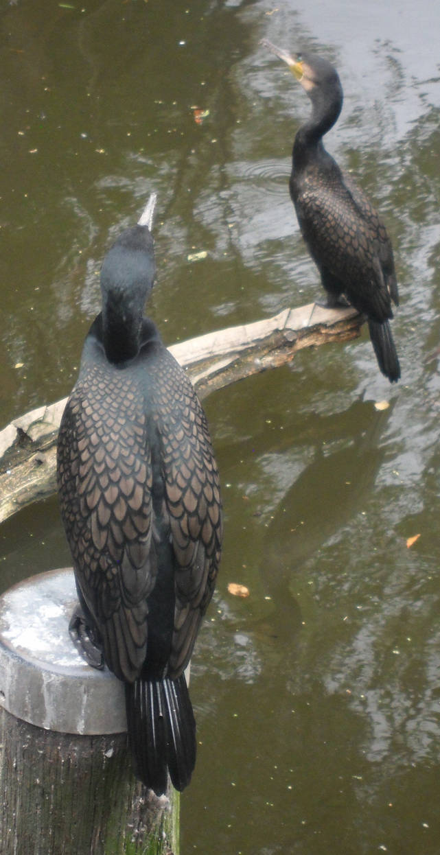 Black Water Birds 2 by LassieTheArtist on DeviantArt