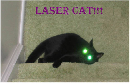 Laser cat