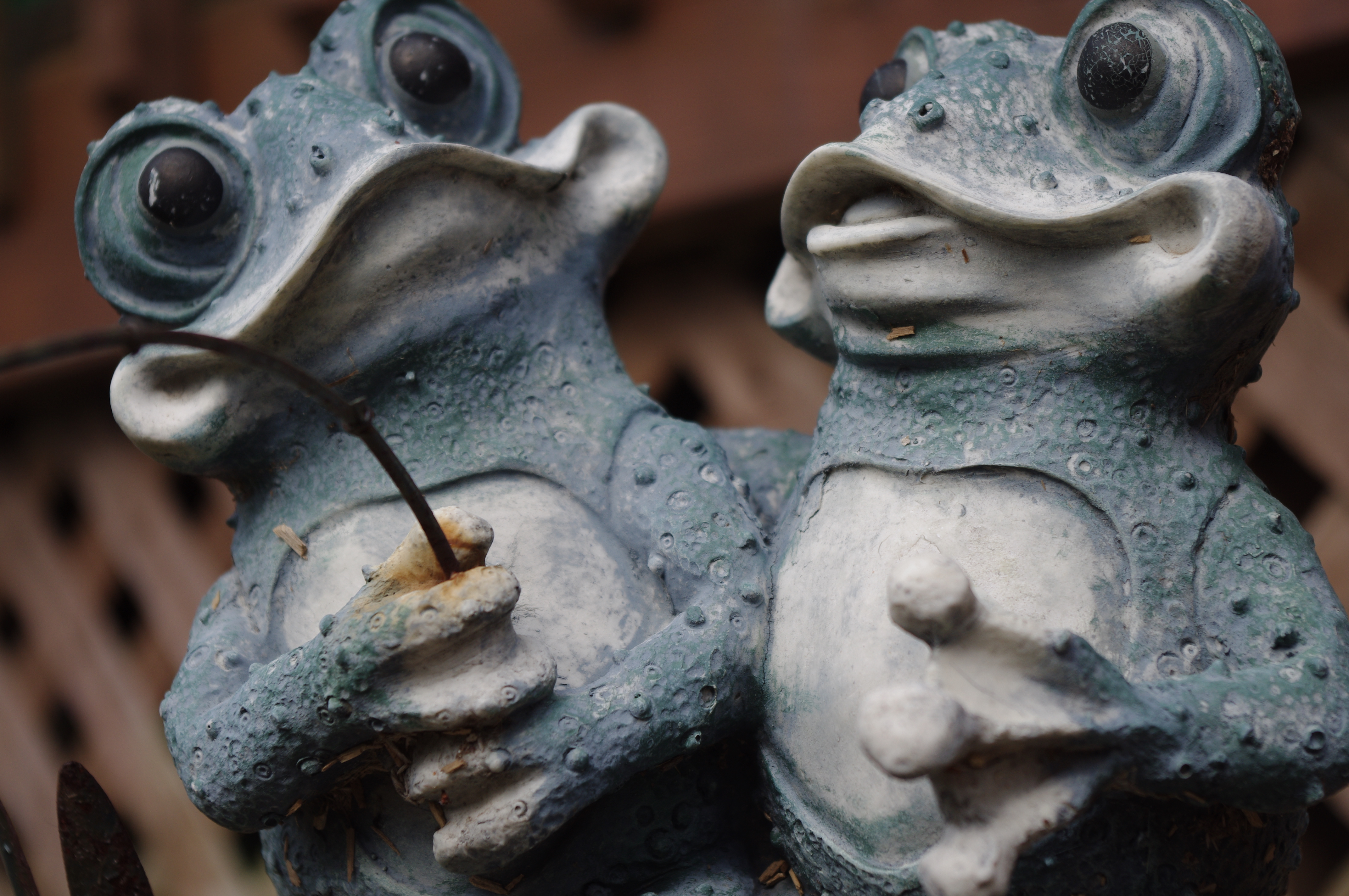 Frogs in Love