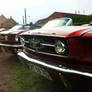 Mustangs_Lined-Up