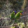 Rainbow Lorikeet Couple