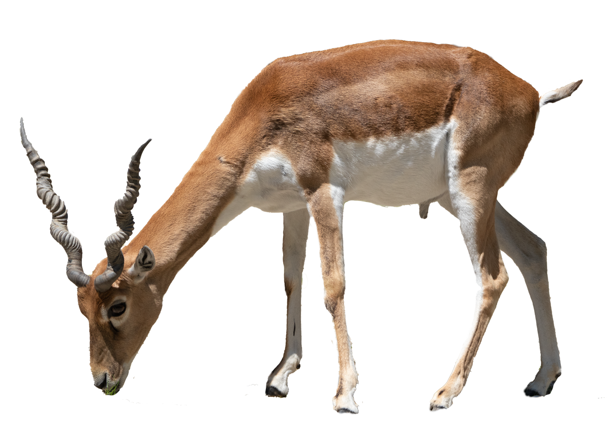 Antelope Png