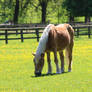 Relaxed Horse